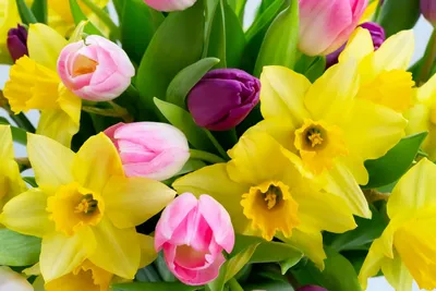 Цветущие тюльпаны, нарциссы и ярмарка дизайна в ботаническом саду - Delfi  RUS