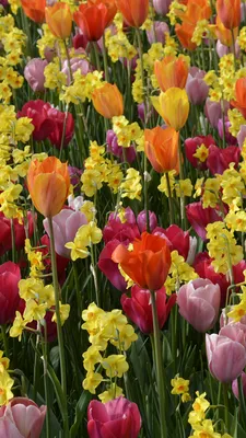 Фото Тюльпаны Цветы Нарциссы Много 1080x1920