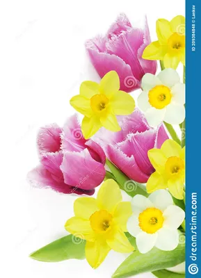 Тюльпаны и букет нарцисс на белом большом плане фона Стоковое Фото -  изображение насчитывающей ð²ð·oñ€ð²ð°ñ‚ñœ, ðºð°ñ€ñ‚ð¸ð½ð°: 209384848