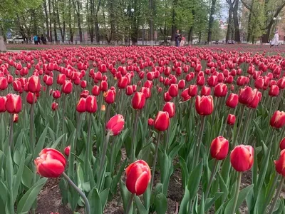 Значение гравировки цветов на памятниках ⬇️ Любые цветы на памятнике  воспринимаются, как символ памяти об.. | ВКонтакте