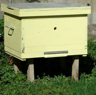 Практический опыт пчеловода — от покупки пчёл до первого мёда. Обустройство  пасеки. Фото — Ботаничка
