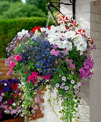 24 лучших цветка для «висячего сада» на балконе и на даче летом: название +  картинка | Цветочные контейнеры, Висячие растения, Висячий сад
