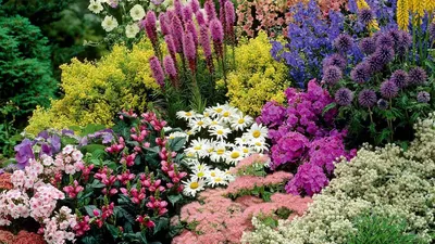 Много красивых фото уличных цветов и растений для сада