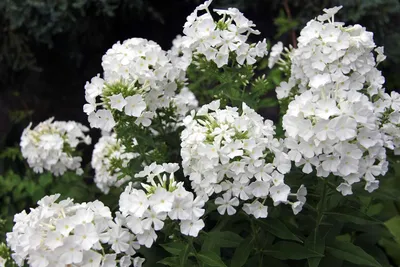 Фото популярных белых цветов с названиями