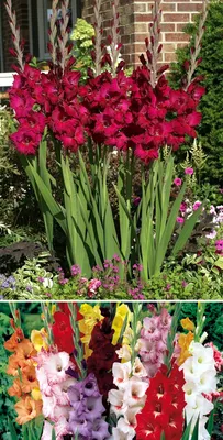 Многолетние цветы для дачи: фото с названиями, описаниями