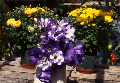 Лучшие цветы для выращивания живых букетов на подоконнике. Фото — Ботаничка