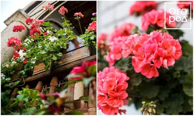 Какие цветы посадить на балконе – список названий с фотоидеями | Дизайн  участка (Огород.ru)