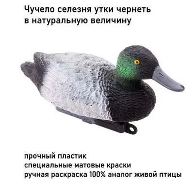 Чучело утки чернеть селезень DUCK MAGNIT - купить у производителя по низкой  цене! Подробное описание товара! Отзывы!