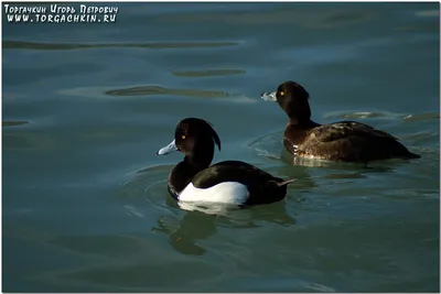 ФотоБлог Торгачкин Игорь Петрович © Igor Torgachkin: Хохлатая чернеть /  Aythya fuligula / Tufted duck