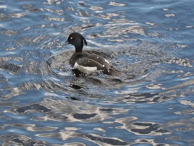 Хохлатая чернеть (Aythya fuligula)