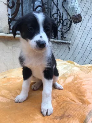 supermodel puppy...which happens to be identical to my dog...puppy at  heart\u003c3 | Australian shepherd dogs, Aussie dogs, Dog friends