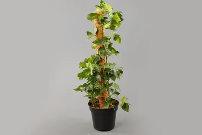 Фатсхедера — неприхотливое комнатное растение. Фото — Ботаничка