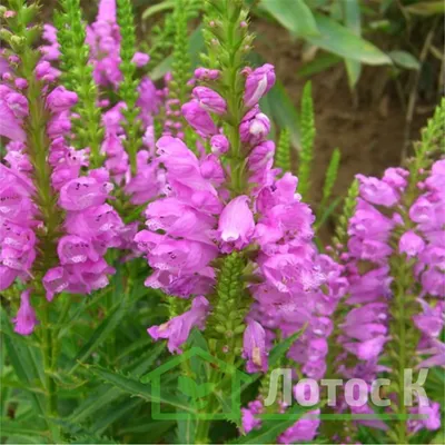 Физостегия виргинская 'Bouquet Rose' (Physostegia virg. 'Bouquet Rose')