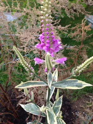 Физостегия виргинская вариегатная форма (Physostegia virginiana L.)