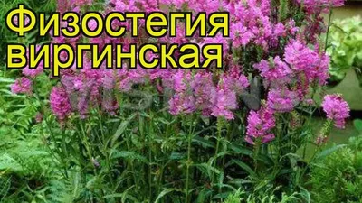 Физостегия виргинская. Краткий обзор, описание характеристик physostegia  virginiana - YouTube