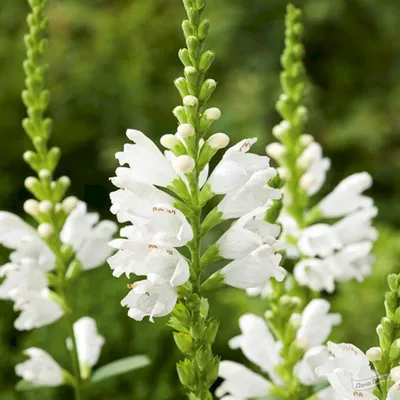 Физостегия виргинская Альба (Alba) (physostegia virginiana Alba) - описание  сорта, фото, саженцы, посадка, особенности ухода. Дачная энциклопедия.