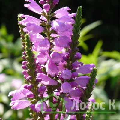 Физостегия виргинская 'Bouquet Rose' (Physostegia virg. 'Bouquet Rose')