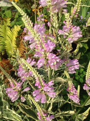 Физостегия виргинская вариегатная форма (Physostegia virginiana L.)