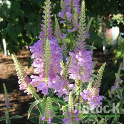 Физостегия виргинская вариегатная (Physostegia virg. 'Variegata')