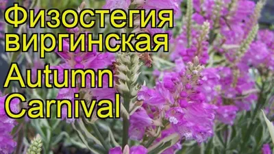 Физостегия виргинская Отумн Карнивал. Краткий обзор, описание physostegia  virginiana Autumn Carnival - YouTube