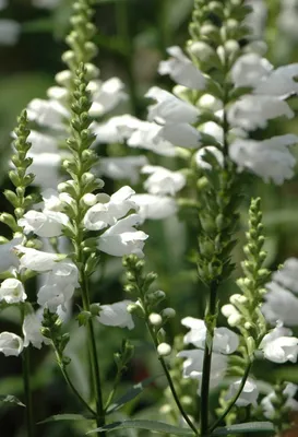 Физостегия виргинская 'Снежная крона' (Physostegia virginiana)  'Schneekrone' - купить саженцы в Минске и Беларуси