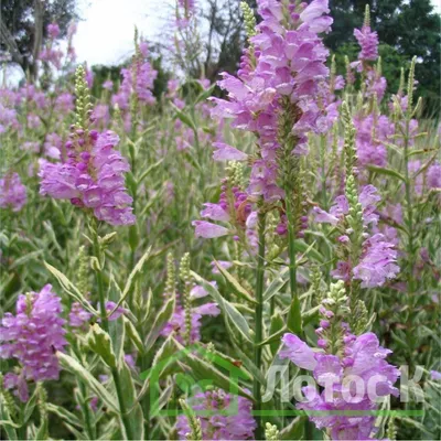 Физостегия виргинская вариегатная (Physostegia virg. 'Variegata')