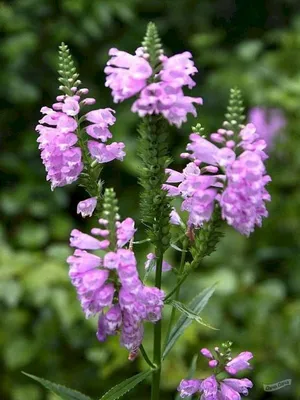 Физостегия виргинская Букет Роз (Bouguet Rose) (Physostegia virginiana  Bouquet Rose) - описание сорта, фото, саженцы, посадка, особенности ухода.  Дачная энциклопедия.