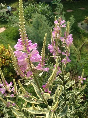 Физостегия виргинская вариегатная форма (Physostegia virginiana L.)