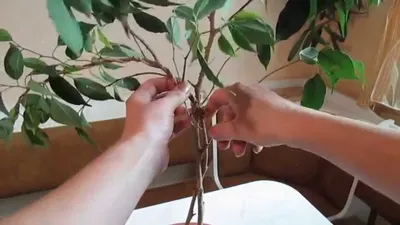 Формируем форму ствола фикуса. Form the shape of the trunk of ficus. -  YouTube