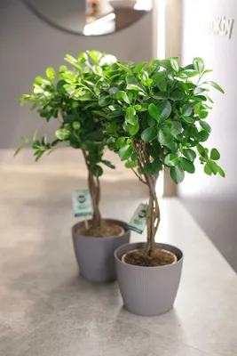 Фикус Мокламе (Ficus Moclame) 70 см по выгодной цене в Минске, купить  Декоративно-лиственные растения с доставкой в интернет-магазине Cvetok.by