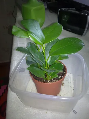 Фикус Мокламе (Ficus microcarpa Moclame)