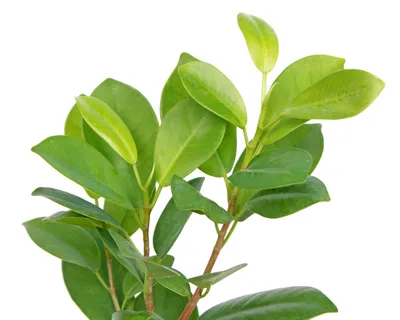 Фикус микрокарпа 'Мокламе' (Ficus microcarpa 'Moclame') | BOTSAD.BY