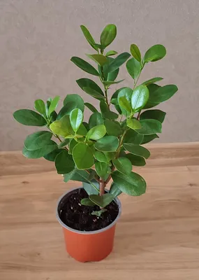 Фікус Мокламе мікрокарпа (Ficus microcarpa Moclame), цена 260 грн — Prom.ua  (ID#1674300085)