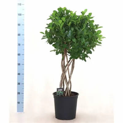 Купить Фикус Микрокарпа Мокламе (Ficus microcarpa Moclame) - описание  сорта, фото, саженцы, посадка, особенности ухода. Дачная энциклопедия.