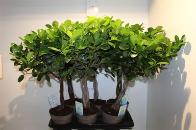 Ficus mikrokarps \"Moklame\" (25 fotoattēli): rūpes par kātu mājās. Ko darīt,  ja lapas nokrīt? Reprodukcija un vainaga veidošanās