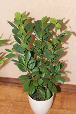 Фикус микрокарпа Мокламе (Ficus microcarpa Moclame) | Фикус, Цветы