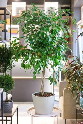 Фикус Бенджамина Экзотика (Ficus Beniamin Exotic) 130 см по выгодной цене в  Минске, купить Декоративно-лиственные растения с доставкой в  интернет-магазине Cvetok.by