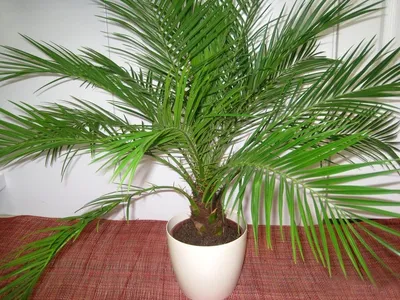 Почему сохнет финиковая пальма в домашних условиях
