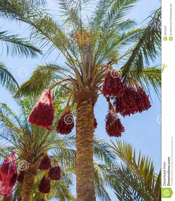 Финиковая пальма Египет стоковое изображение. изображение насчитывающей ñ  ðºð·oñ‚ð¸ñ‡ðµñ ðºo - 33224933