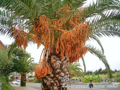 Финиковая пальма канарская | продажа в Украине