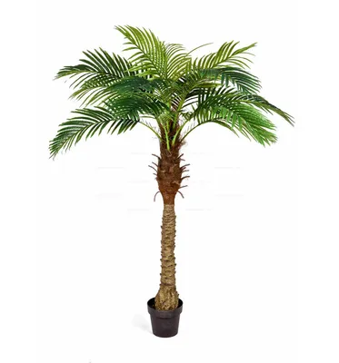 Финиковая пальма стоковое фото. изображение насчитывающей ð·oð»oñ‚o -  144509644