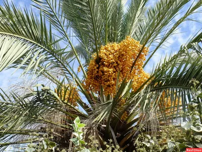 Обои пальмовые рощи, дерево, Пальма, растение, финиковая пальма на телефон  Android, 1080x1920 картинки и фото бесплатно