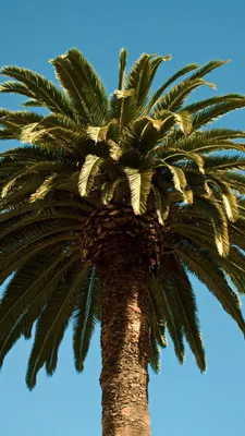 Дерево Финиковая пальма Гигантская изогнутая от TREEZ с размерами 300 см  купить - Neopolis Casa Беларусь