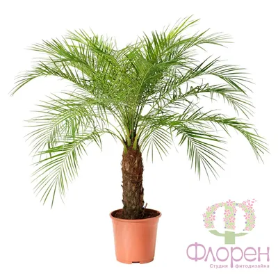 Купить Искусственная дерево пальма Финиковая Карпус 185см по выгодной цене  в интернет-магазине OZON.ru