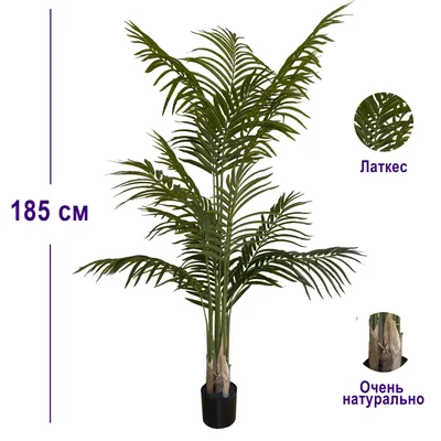 Arecaceae финиковая пальма, пальмы, лист, растение Стебель, пальма png |  PNGWing