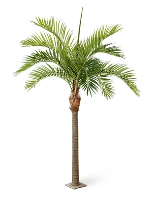 Биологи научились определять пол финиковой пальмы | НТ НП Биотех2030