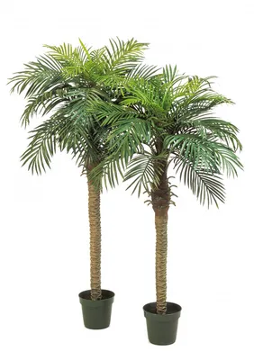 Финиковая пальма (финик): выращивание и уход в домашних условиях