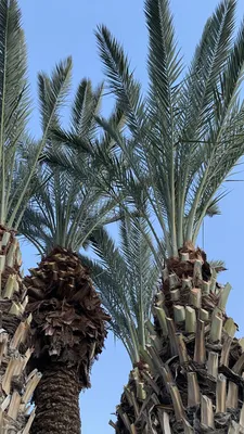Финиковая пальма Phoenix canariensis Ceroxyloideae, финики, Форматы файлов,  пальма, арековые png | PNGWing