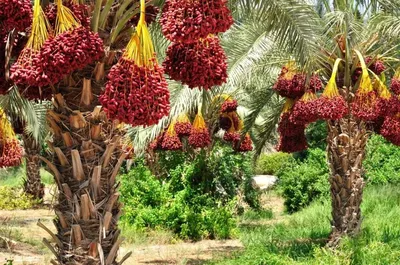 В Израиле выращивают финиковые пальмы из 2-тысячелетних семян библейских  времен - Азбука новостей