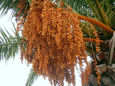 Финиковая пальма – выращивание в домашних условиях. Полив, освещение,  подкормки | Топ Сад